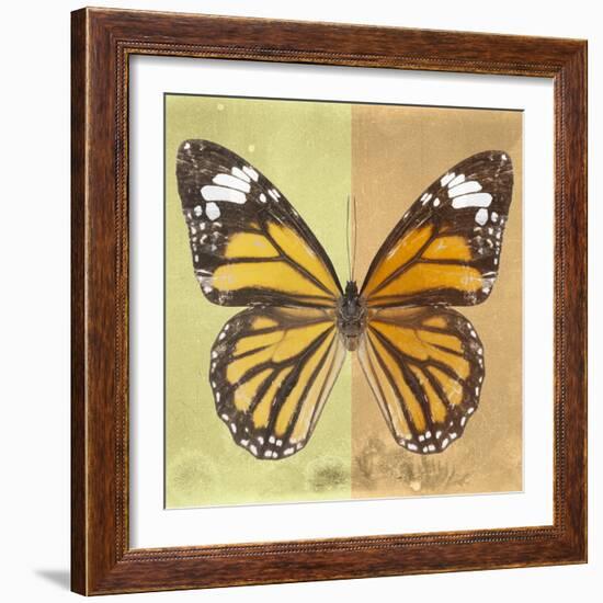 Miss Butterfly Genutia Sq - Yellow & Honey-Philippe Hugonnard-Framed Photographic Print