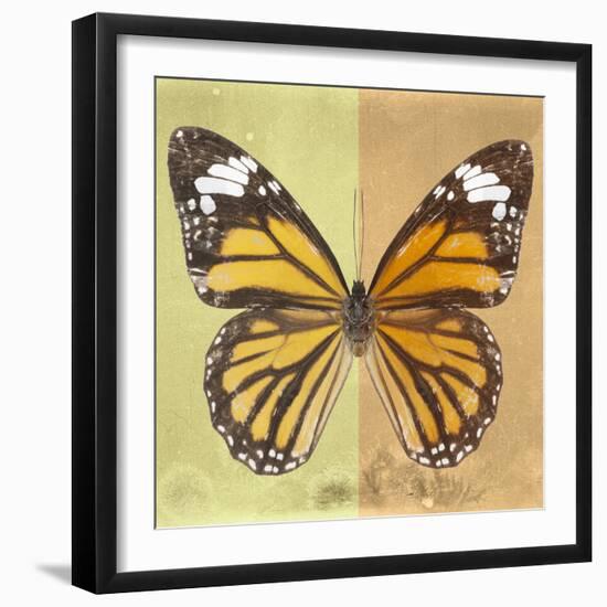 Miss Butterfly Genutia Sq - Yellow & Honey-Philippe Hugonnard-Framed Photographic Print