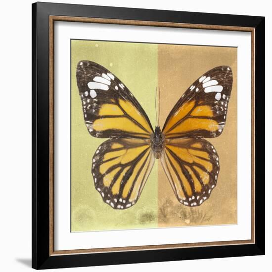 Miss Butterfly Genutia Sq - Yellow & Honey-Philippe Hugonnard-Framed Photographic Print