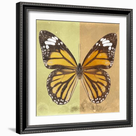 Miss Butterfly Genutia Sq - Yellow & Honey-Philippe Hugonnard-Framed Photographic Print