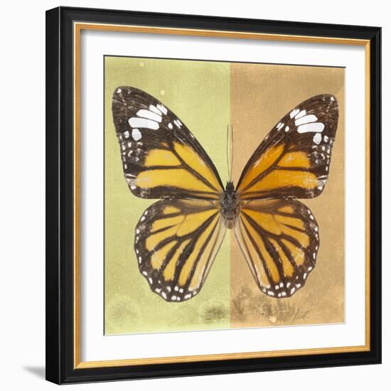 Miss Butterfly Genutia Sq - Yellow & Honey-Philippe Hugonnard-Framed Photographic Print