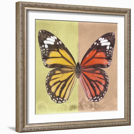 Miss Butterfly Genutia Sq - Yellow & Orange-Philippe Hugonnard-Framed Photographic Print