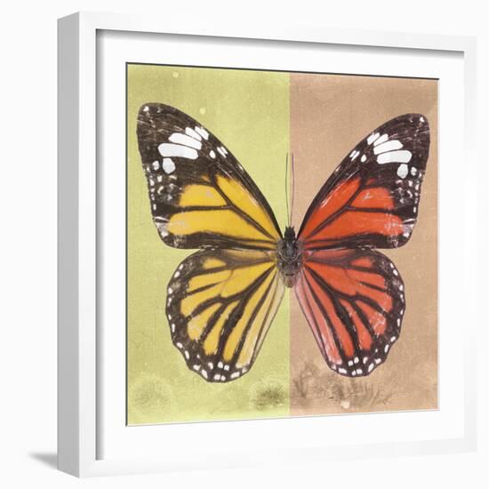 Miss Butterfly Genutia Sq - Yellow & Orange-Philippe Hugonnard-Framed Photographic Print