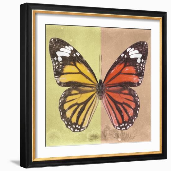 Miss Butterfly Genutia Sq - Yellow & Orange-Philippe Hugonnard-Framed Photographic Print