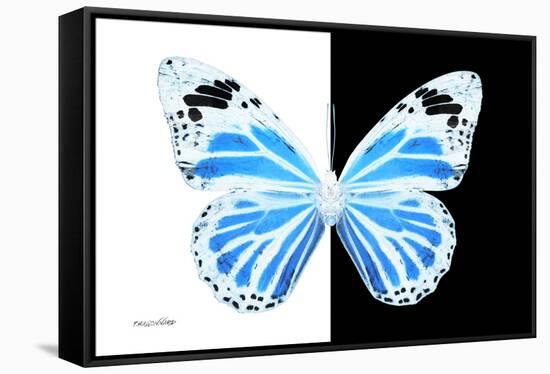 Miss Butterfly Genutia - X-Ray B&W Edition-Philippe Hugonnard-Framed Stretched Canvas