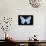 Miss Butterfly Genutia - X-Ray Black Edition-Philippe Hugonnard-Photographic Print displayed on a wall