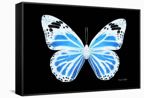 Miss Butterfly Genutia - X-Ray Black Edition-Philippe Hugonnard-Framed Stretched Canvas