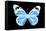 Miss Butterfly Genutia - X-Ray Black Edition-Philippe Hugonnard-Framed Stretched Canvas