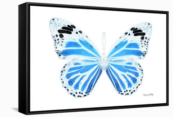 Miss Butterfly Genutia - X-Ray White Edition-Philippe Hugonnard-Framed Stretched Canvas