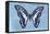 Miss Butterfly Graphium - Blue-Philippe Hugonnard-Framed Premier Image Canvas