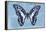 Miss Butterfly Graphium - Blue-Philippe Hugonnard-Framed Premier Image Canvas