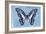 Miss Butterfly Graphium - Blue-Philippe Hugonnard-Framed Photographic Print