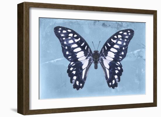 Miss Butterfly Graphium - Blue-Philippe Hugonnard-Framed Photographic Print