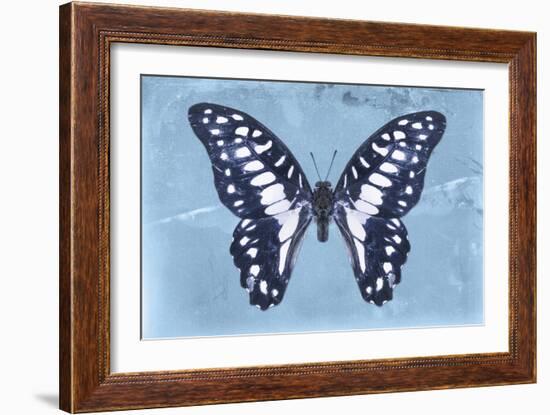 Miss Butterfly Graphium - Blue-Philippe Hugonnard-Framed Photographic Print