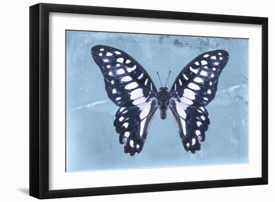 Miss Butterfly Graphium - Blue-Philippe Hugonnard-Framed Photographic Print