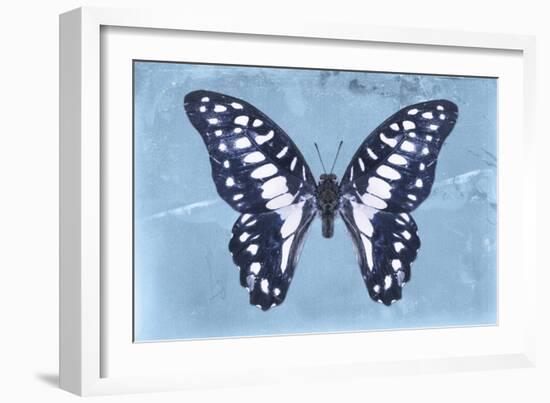 Miss Butterfly Graphium - Blue-Philippe Hugonnard-Framed Photographic Print