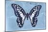 Miss Butterfly Graphium - Blue-Philippe Hugonnard-Mounted Photographic Print