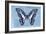 Miss Butterfly Graphium - Blue-Philippe Hugonnard-Framed Photographic Print