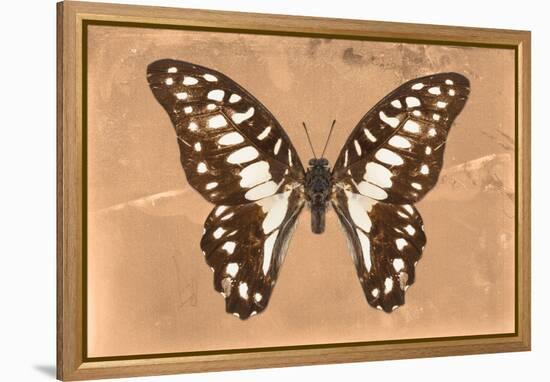 Miss Butterfly Graphium - Orange-Philippe Hugonnard-Framed Premier Image Canvas