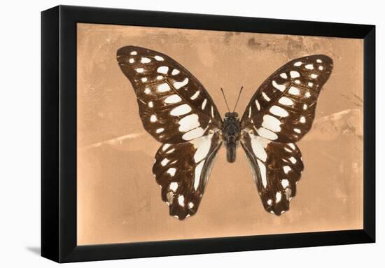 Miss Butterfly Graphium - Orange-Philippe Hugonnard-Framed Premier Image Canvas