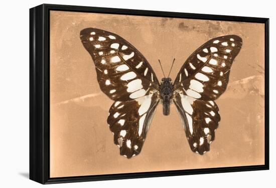 Miss Butterfly Graphium - Orange-Philippe Hugonnard-Framed Premier Image Canvas