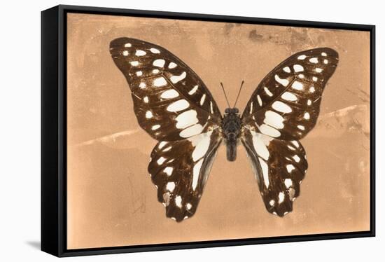 Miss Butterfly Graphium - Orange-Philippe Hugonnard-Framed Premier Image Canvas