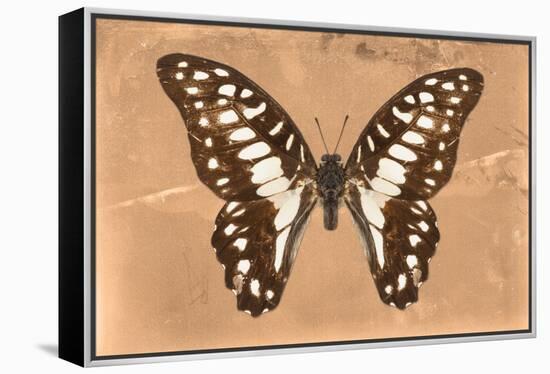 Miss Butterfly Graphium - Orange-Philippe Hugonnard-Framed Premier Image Canvas