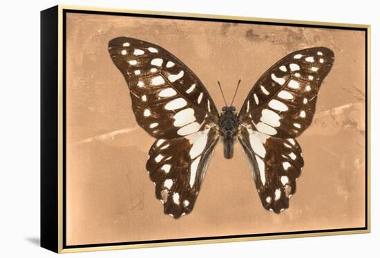 Miss Butterfly Graphium - Orange-Philippe Hugonnard-Framed Premier Image Canvas