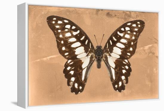 Miss Butterfly Graphium - Orange-Philippe Hugonnard-Framed Premier Image Canvas