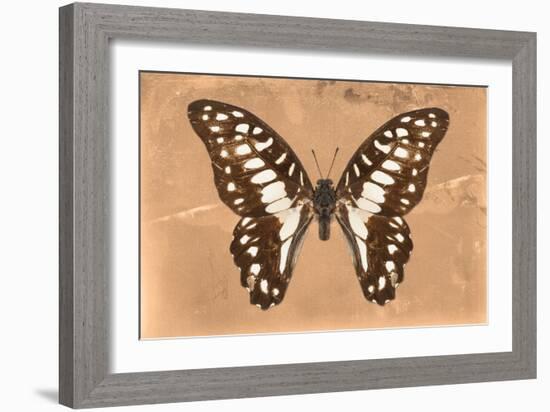 Miss Butterfly Graphium - Orange-Philippe Hugonnard-Framed Photographic Print
