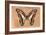 Miss Butterfly Graphium - Orange-Philippe Hugonnard-Framed Photographic Print