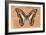 Miss Butterfly Graphium - Orange-Philippe Hugonnard-Framed Photographic Print