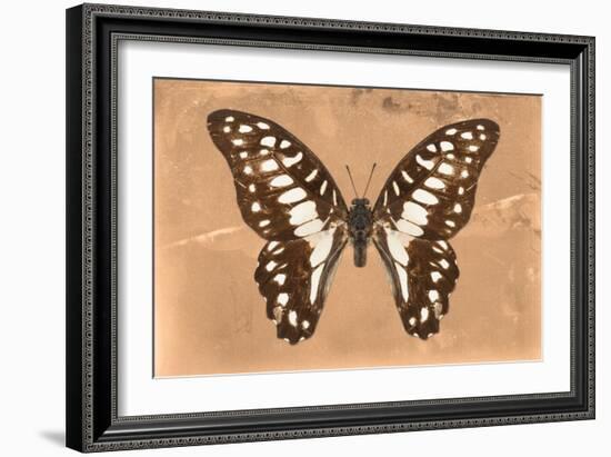 Miss Butterfly Graphium - Orange-Philippe Hugonnard-Framed Photographic Print