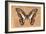 Miss Butterfly Graphium - Orange-Philippe Hugonnard-Framed Photographic Print