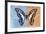 Miss Butterfly Graphium Profil - Blue & Orange-Philippe Hugonnard-Framed Photographic Print