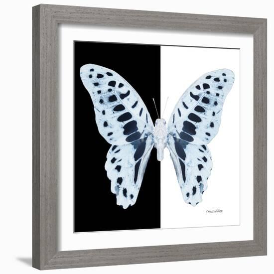 Miss Butterfly Graphium Sq - X-Ray B&W Edition-Philippe Hugonnard-Framed Photographic Print