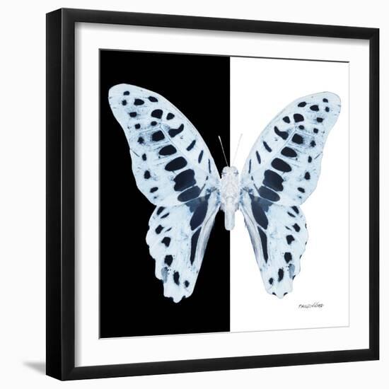 Miss Butterfly Graphium Sq - X-Ray B&W Edition-Philippe Hugonnard-Framed Photographic Print