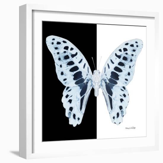 Miss Butterfly Graphium Sq - X-Ray B&W Edition-Philippe Hugonnard-Framed Photographic Print