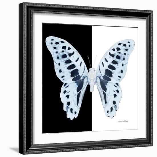 Miss Butterfly Graphium Sq - X-Ray B&W Edition-Philippe Hugonnard-Framed Photographic Print