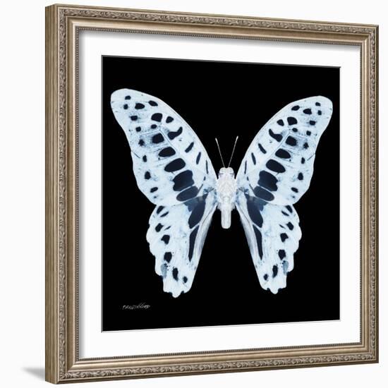 Miss Butterfly Graphium Sq - X-Ray Black Edition-Philippe Hugonnard-Framed Photographic Print