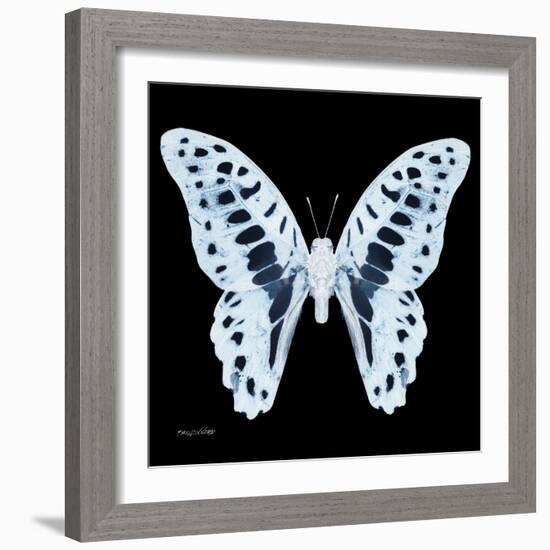 Miss Butterfly Graphium Sq - X-Ray Black Edition-Philippe Hugonnard-Framed Photographic Print