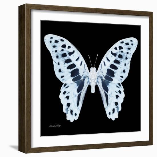 Miss Butterfly Graphium Sq - X-Ray Black Edition-Philippe Hugonnard-Framed Photographic Print