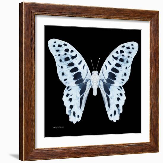 Miss Butterfly Graphium Sq - X-Ray Black Edition-Philippe Hugonnard-Framed Photographic Print