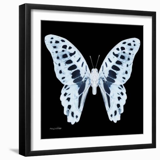 Miss Butterfly Graphium Sq - X-Ray Black Edition-Philippe Hugonnard-Framed Photographic Print