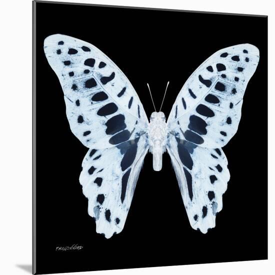 Miss Butterfly Graphium Sq - X-Ray Black Edition-Philippe Hugonnard-Mounted Photographic Print