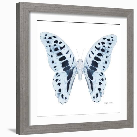 Miss Butterfly Graphium Sq - X-Ray White Edition-Philippe Hugonnard-Framed Photographic Print