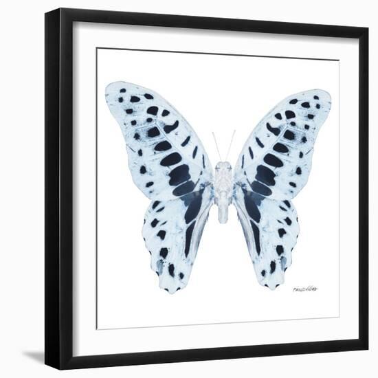 Miss Butterfly Graphium Sq - X-Ray White Edition-Philippe Hugonnard-Framed Photographic Print