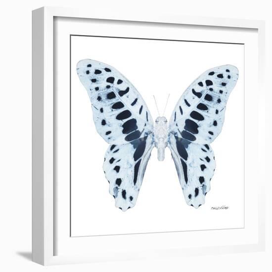 Miss Butterfly Graphium Sq - X-Ray White Edition-Philippe Hugonnard-Framed Photographic Print