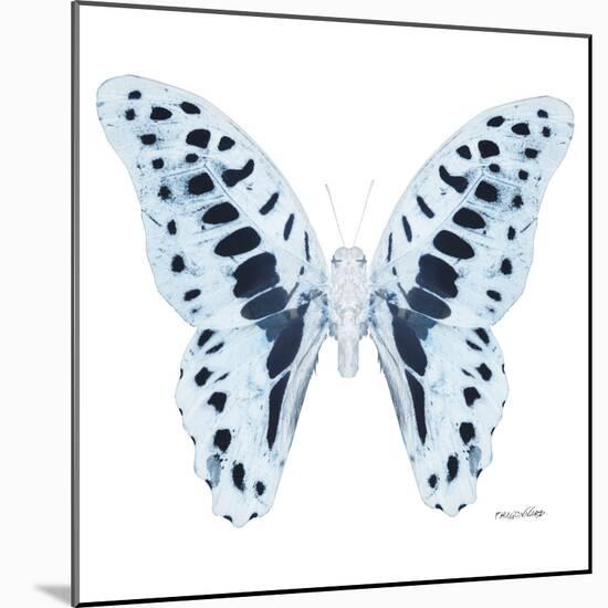 Miss Butterfly Graphium Sq - X-Ray White Edition-Philippe Hugonnard-Mounted Photographic Print