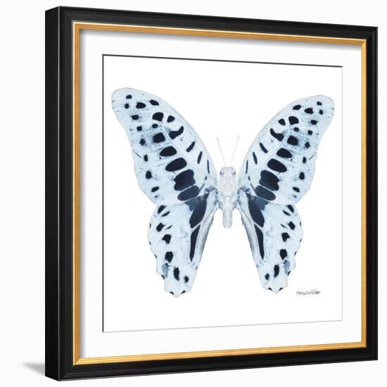 Miss Butterfly Graphium Sq - X-Ray White Edition-Philippe Hugonnard-Framed Photographic Print